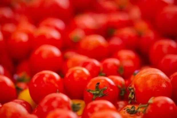 La Tomatina – pomidor döyüşü